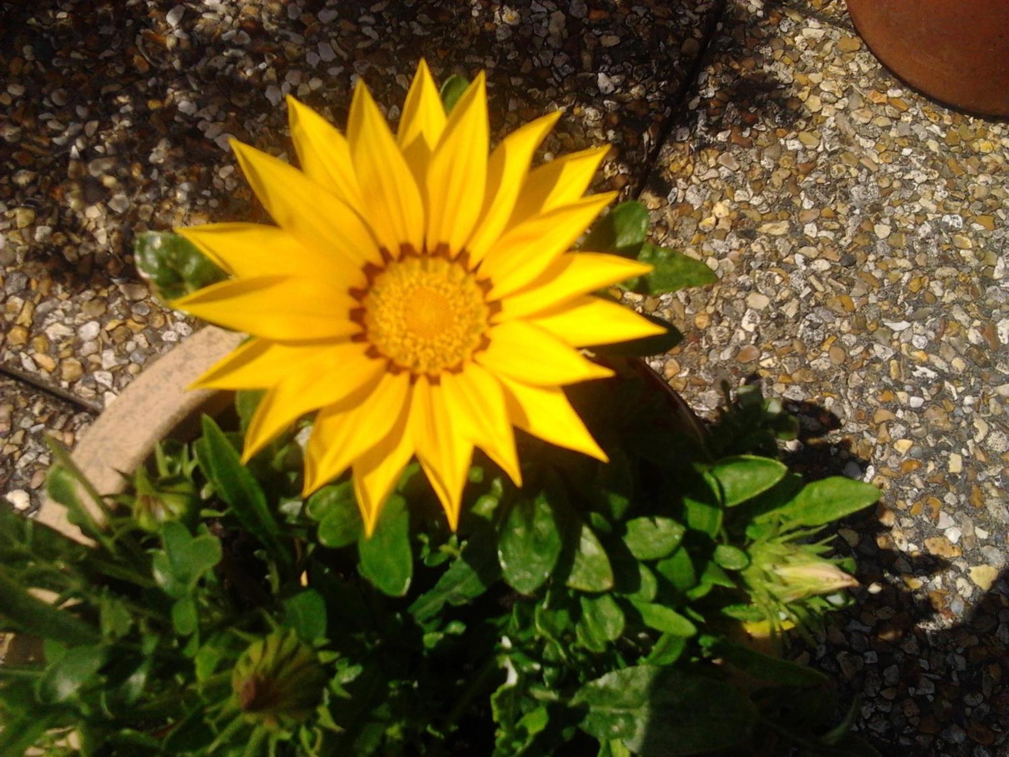 Rosslare Harbour Rosslare Strand Rooms Only Accommodation מראה חיצוני תמונה